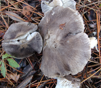 Tutti tricoloma terreum?